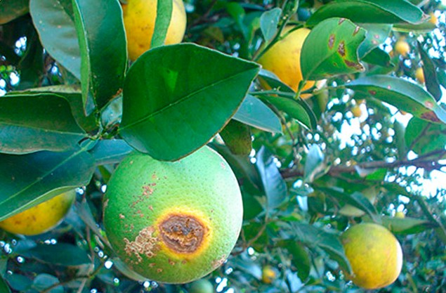 Substância da copaíba mostra eficiência no combate a praga transmissora do greening em citros 3 copaíba