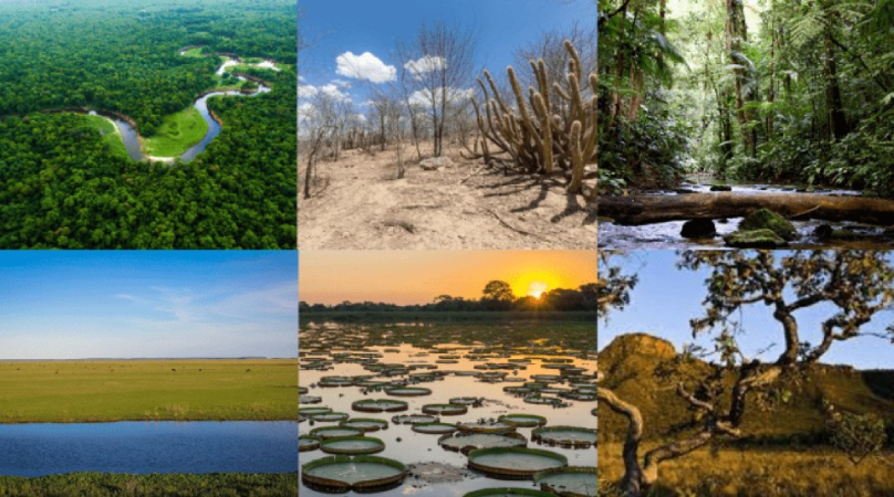 Screenshot-2025-07-04-110113 A importância da cooperação entre instituições na proteção ambiental brasileira