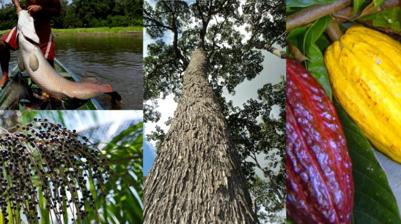 Screenshot-2025-07-04-133304-1 COP 30 no Brasil será a vitrine das populações tradicionais e da bioeconomia como modelo para o futuro