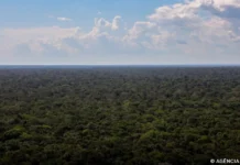 Organizações sociais propõem plano para investimentos na Amazônia PLANO