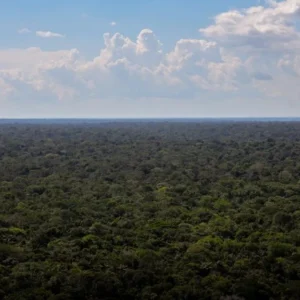 Organizações sociais propõem plano para investimentos na Amazônia PLANO