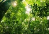 Fundo Florestas Tropicais para Sempre será lançado na COP30 visando mitigar a destruição ambiental COP