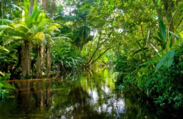 Screenshot-2025-07-07-193203 Fundo Florestas Tropicais para Sempre será lançado na COP30 visando mitigar a destruição ambiental