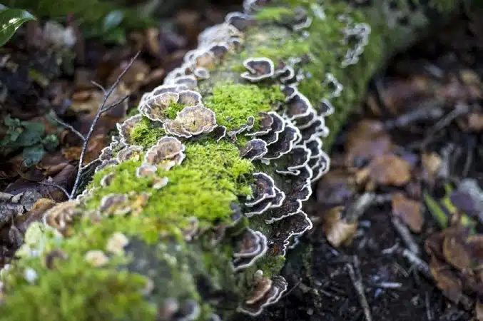 Screenshot-2025-07-09-165541 Expansão da agricultura e da urbanização ameaçam a diversidade mundial de fungos