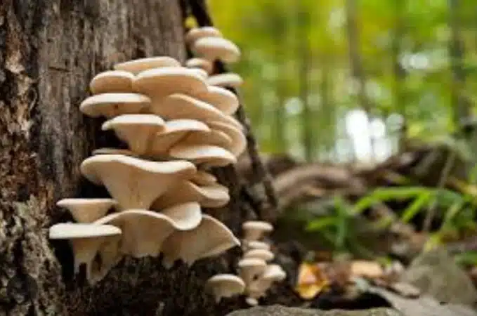 Screenshot-2025-07-09-170253 Expansão da agricultura e da urbanização ameaçam a diversidade mundial de fungos