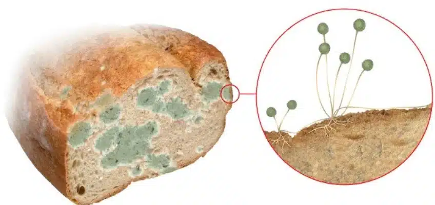 Screenshot-2025-07-09-171105 Expansão da agricultura e da urbanização ameaçam a diversidade mundial de fungos