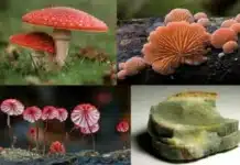 Expansão da agricultura e da urbanização ameaçam a diversidade mundial de fungos fungos