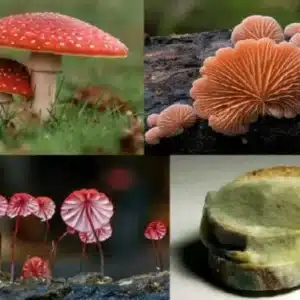 Expansão da agricultura e da urbanização ameaçam a diversidade mundial de fungos fungos