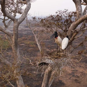 Impactos de antigos incêndios florestais reduzem biodiversidade em áreas preservadas biodiversidade