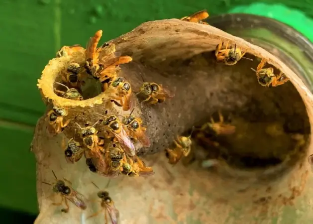 Molécula em própolis de abelha sem ferrão combate larvas da dengue 3 abelha