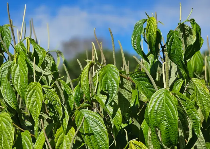 Screenshot-2025-07-24-182252 Essência de plantas na Amazônia contribui na sanidade dos tambaquis