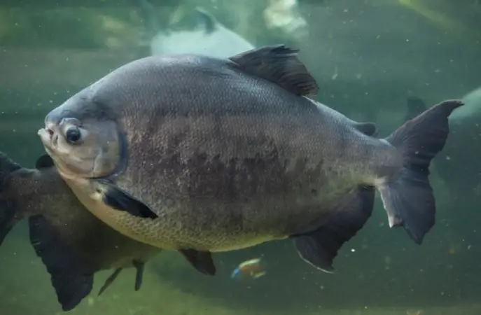 Essência de plantas na Amazônia contribui na sanidade dos tambaquis 3 óleos