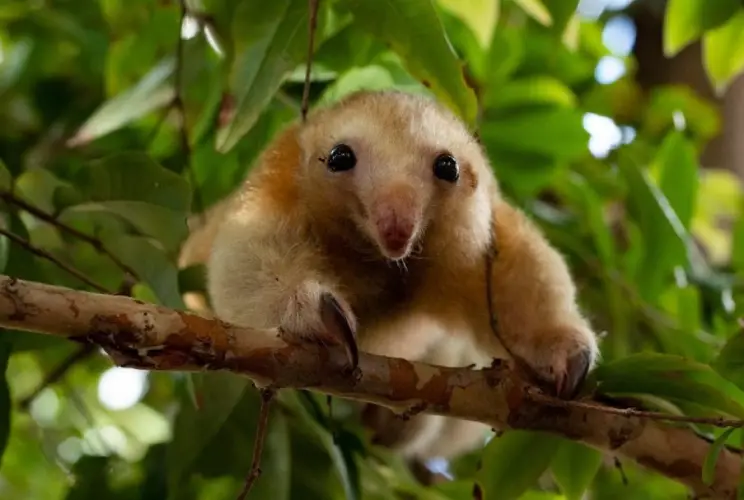 Screenshot-2025-07-25-014341 Projeto socioambiental nos Lençóis Maranhenses resgata o equilíbrio entre a natureza e o humano