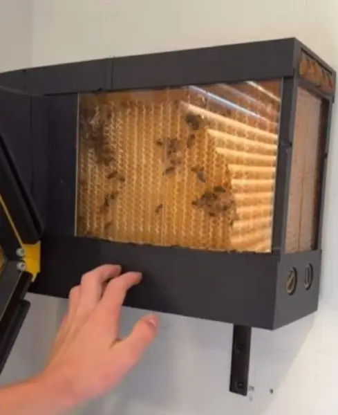 Screenshot-2025-07-25-125005 Adolescente constrói colmeia 3D no próprio quarto e acolhe 40 mil abelhas