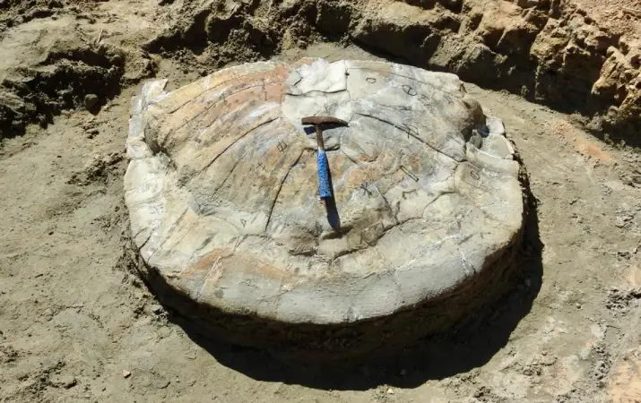 Screenshot-2025-07-29-113047 Descoberta de fóssil de tartaruga gigante reescreve a pré-história da Amazônia acreana