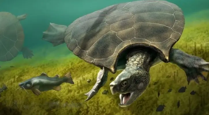 Screenshot-2025-07-29-114615 Descoberta de fóssil de tartaruga gigante reescreve a pré-história da Amazônia acreana