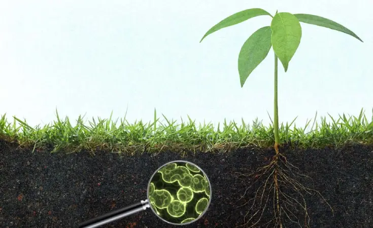 Screenshot-2025-07-29-192112 Diversificação de culturas agrícolas pode revolucionar o sequestro de carbono no solo