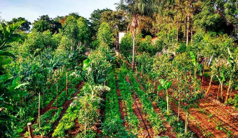 Screenshot-2025-07-29-193533 Diversificação de culturas agrícolas pode revolucionar o sequestro de carbono no solo