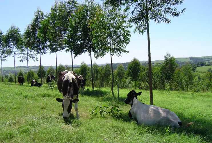 Screenshot-2025-07-30-113701-1 Embrapa lança ferramenta digital para gestão florestal em sistemas integrados de produção