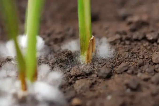 Biofungicida inovador reduz até 80% dos fungos do solo impulsionando a produtividade agrícola agricultura