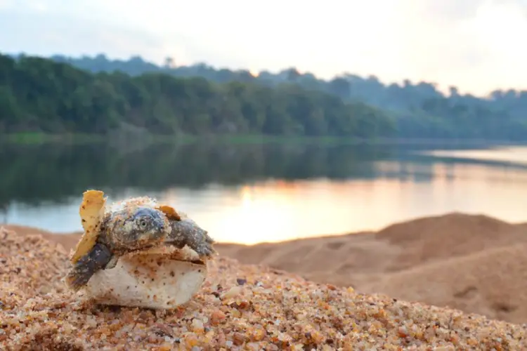 Screenshot-2025-07-30-193539 Tecnologia aérea revela na Amazônia o maior ninhal de tartarugas do mundo