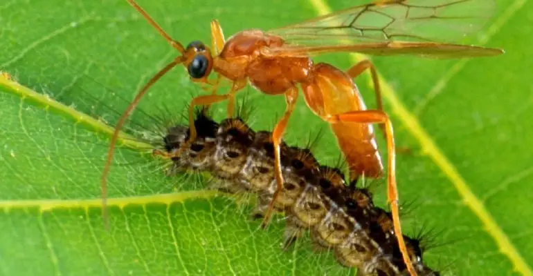 Screenshot-2025-07-31-173849 Vespas parasitoides da Amazônia protegem a agricultura com controle biológico natural