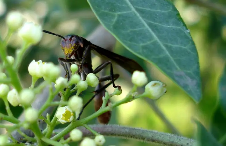 Screenshot-2025-07-31-174255 Vespas parasitoides da Amazônia protegem a agricultura com controle biológico natural