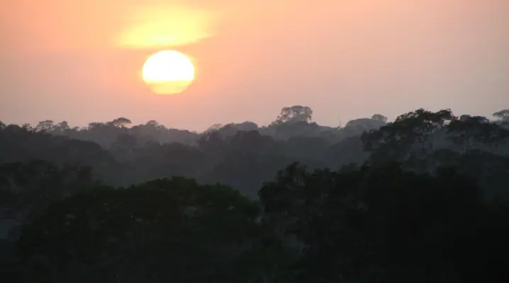 Screenshot-2025-07-31-181718 Árvores da Amazônia registram os impactos das secas intensas e do aquecimento global