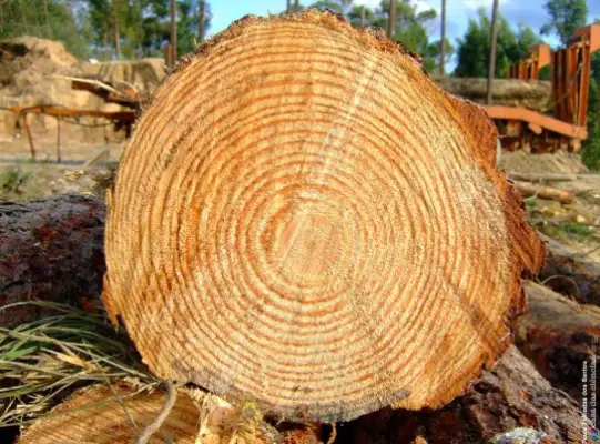 Screenshot-2025-07-31-182855 Árvores da Amazônia registram os impactos das secas intensas e do aquecimento global