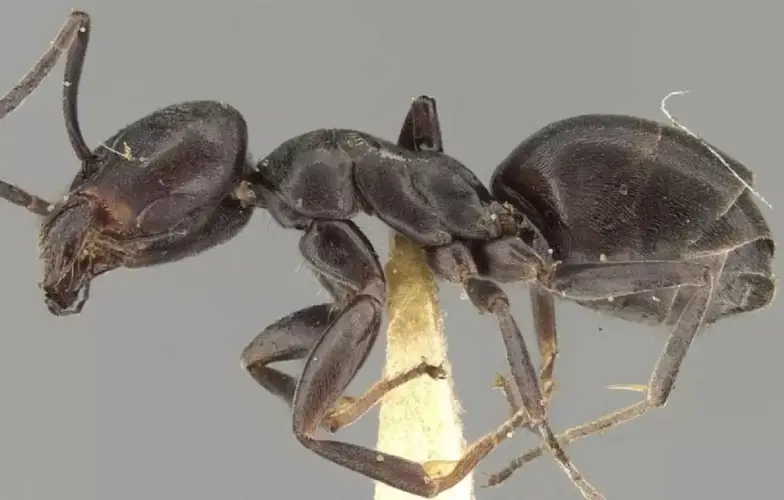 Screenshot-2025-07-31-191607 Formiga infernal pré-histórica mais antiga do mundo habitava no Brasil