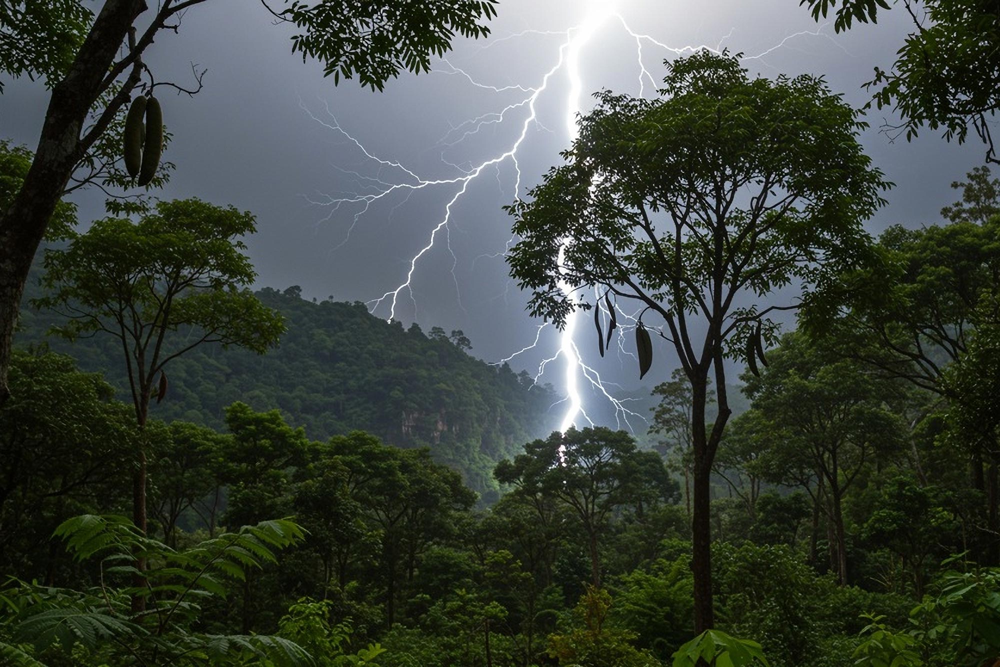 Tempestades tropicais de rápido crescimento, antes ignoradas, agora parecem ser responsáveis por cerca de metade das mortes de árvores em florestas tropicais, rivalizando com a seca e o calor como a principal ameaça às florestas ricas em carbono