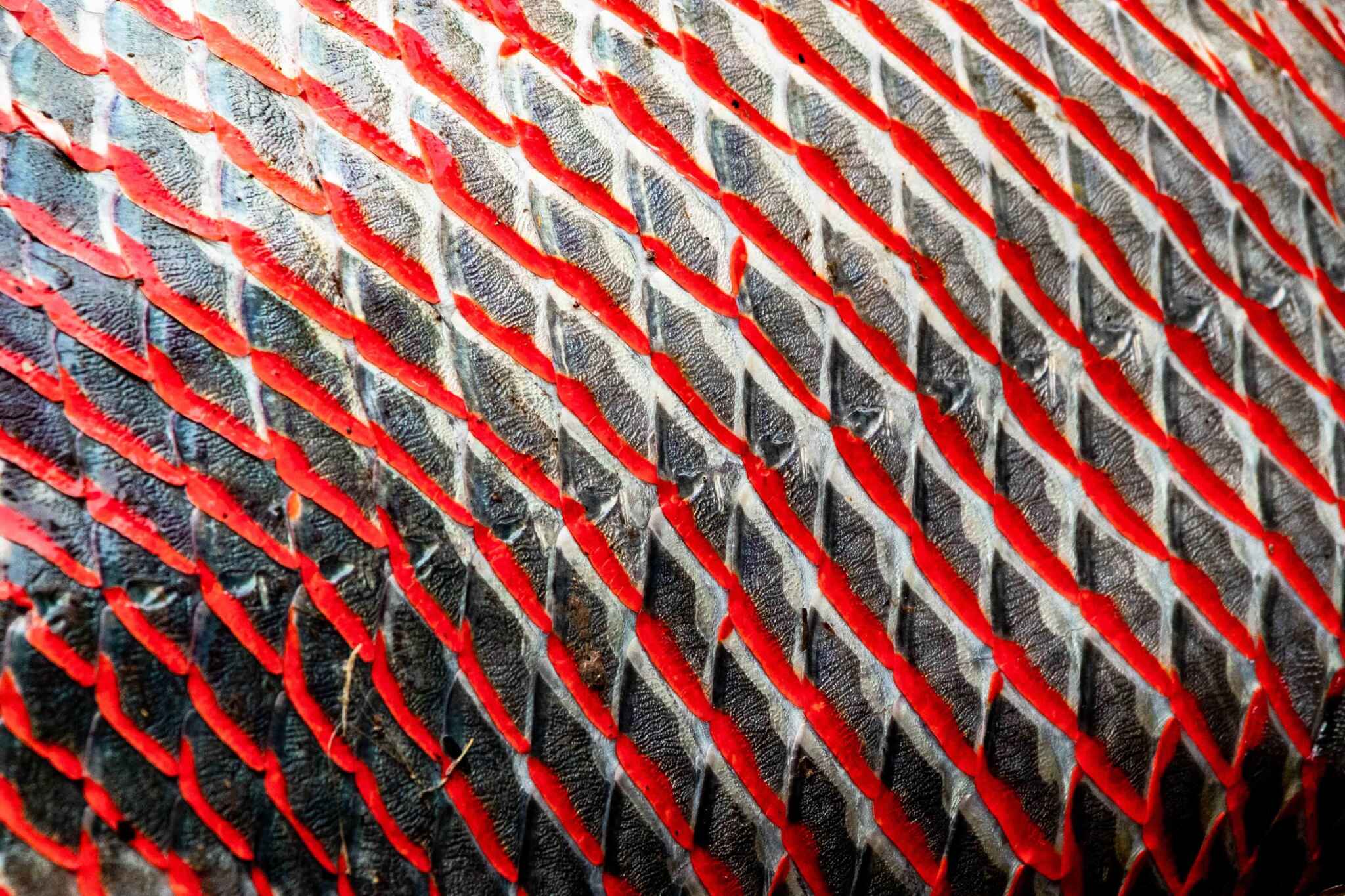 Pirarucu inspira novo Mercado de São Brás, que renasce com a cara da Amazônia para a COP30 Quem passa por Belém já sente no ar a expectativa: a cidade está se reinventando para receber a COP30, e um dos seus ícones culturais ganha um novo capítulo nessa história. O tradicional Mercado de São Brás está sendo repaginado com um projeto que tem alma amazônica. E o protagonista dessa transformação é um velho conhecido das águas da região: o pirarucu. Sim, ele mesmo. Gigante, elegante e cheio de simbolismo, o pirarucu não é só um peixe. É alimento, cultura e sustentação de centenas de famílias. E agora, também é arquitetura. Inspirado nas formas, nas escamas e na força desse peixe emblemático, o arquiteto Aurélio Meira assina o projeto do novo mercado com um olhar que mistura tradição, design e sustentabilidade. Durante uma visita técnica, Nalva Maia, que representa o Gosto da Amazônia em Belém e tem uma relação afetuosa com o pirarucu e tudo que ele representa, bateu um papo com Meira. “Ver um peixe que a gente cresceu vendo na mesa e nos lagos virando referência para um projeto tão lindo é de emocionar. É como se ele estivesse ganhando novas formas de contar a nossa história”, diz ela. O projeto não economiza nos detalhes. As coberturas orgânicas lembram o couro do pirarucu, com estruturas alongadas que remetem ao seu corpo poderoso. São formas que respiram com a cidade, que acolhem o movimento, a troca, o encontro. O novo São Brás promete ser mais do que um mercado: vai ser um ponto de conexão entre quem vive a Amazônia e quem quer entendê-la de verdade. E não para por aí. O manejo do pirarucu — prática desenvolvida por comunidades ribeirinhas e indígenas com apoio de organizações como a ASPROC — é um exemplo de como conservar e produzir podem andar juntos. Essas populações monitoram os lagos, respeitam os ciclos do peixe e garantem uma pesca legal, rastreável e cheia de significado. É a floresta em pé gerando renda e fortalecendo saberes. Inspirar um espaço urbano com base nesse simbolismo é mais que bonito: é potente. É dar visibilidade para um modelo que funciona, que respeita o tempo da natureza e valoriza o que é nosso. E quando turistas e lideranças globais desembarcarem em Belém em 2025, o pirarucu vai estar lá, silencioso e imenso, recebendo todos com sua história estampada nas linhas de um mercado renovado. Porque a Amazônia tem muito a ensinar. E o São Brás, agora com escamas e alma de pirarucu, é a prova viva disso.