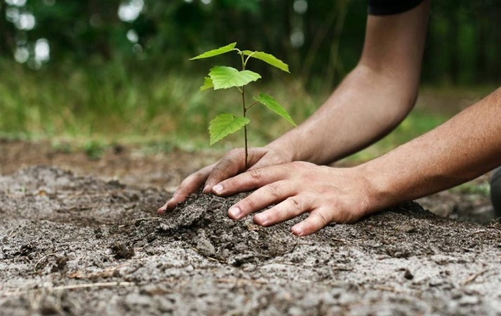 img plantio de mudas faz diferenca em paulista pe