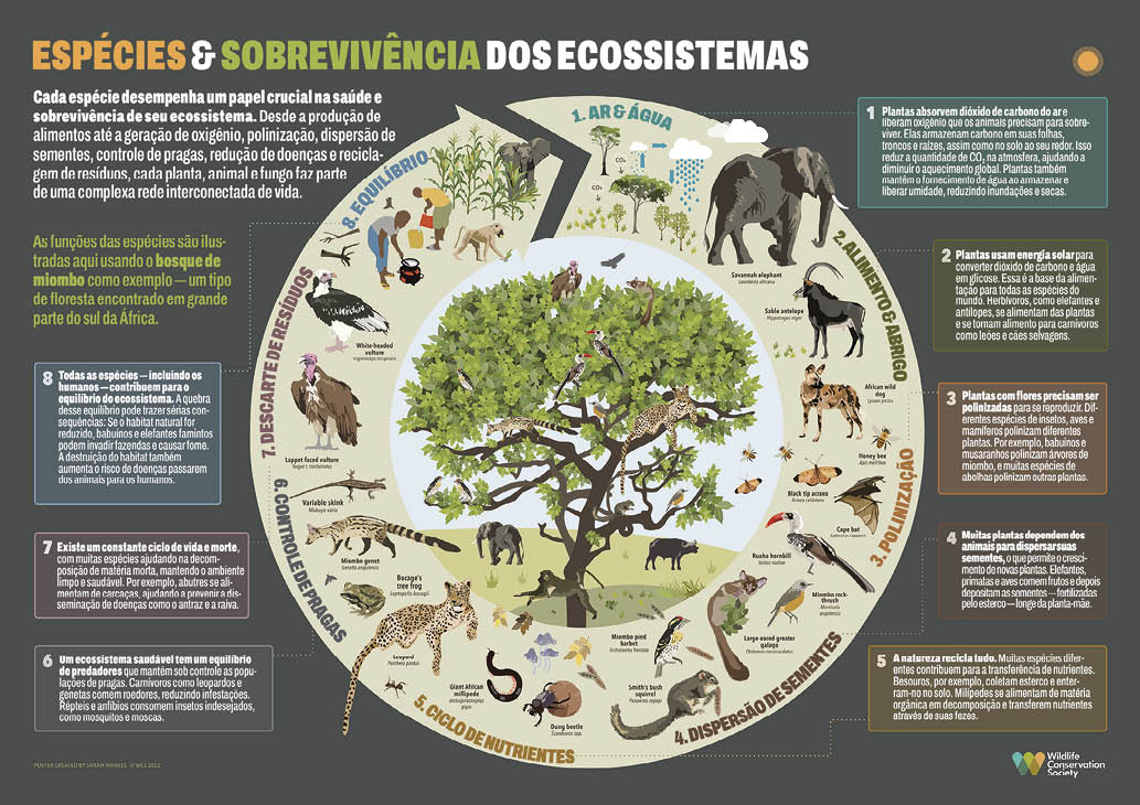 O declínio da atividade animal diminui o papel ecológico das florestas que elas desempenham nos ecossistemas