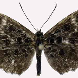 Nova espécie de borboleta na Amazônia surpreende ao viver em sociedade com formigas Borboleta rara da Amazônia vive com formigas