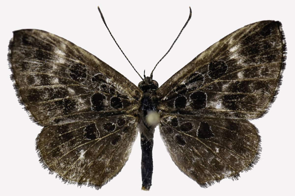 Borboleta rara da Amazônia vive com formigas