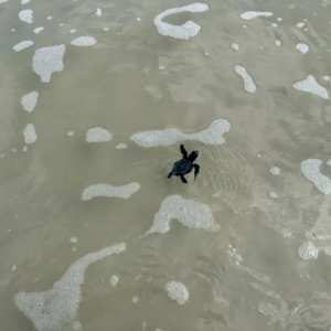 Filhotes de tartarugas marinhas são soltos na Praia da Princesa, em Algodoal