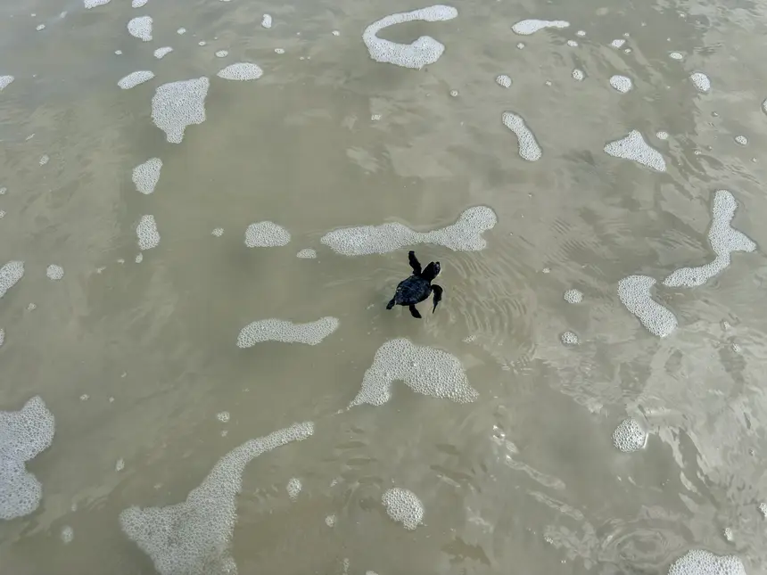 Filhotes de tartarugas marinhas são soltos na Praia da Princesa, em Algodoal