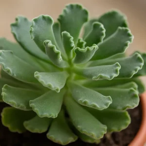 5 motivos para cultivar Adromischus cristatus em casa 5 motivos para cultivar Adromischus cristatus em casa