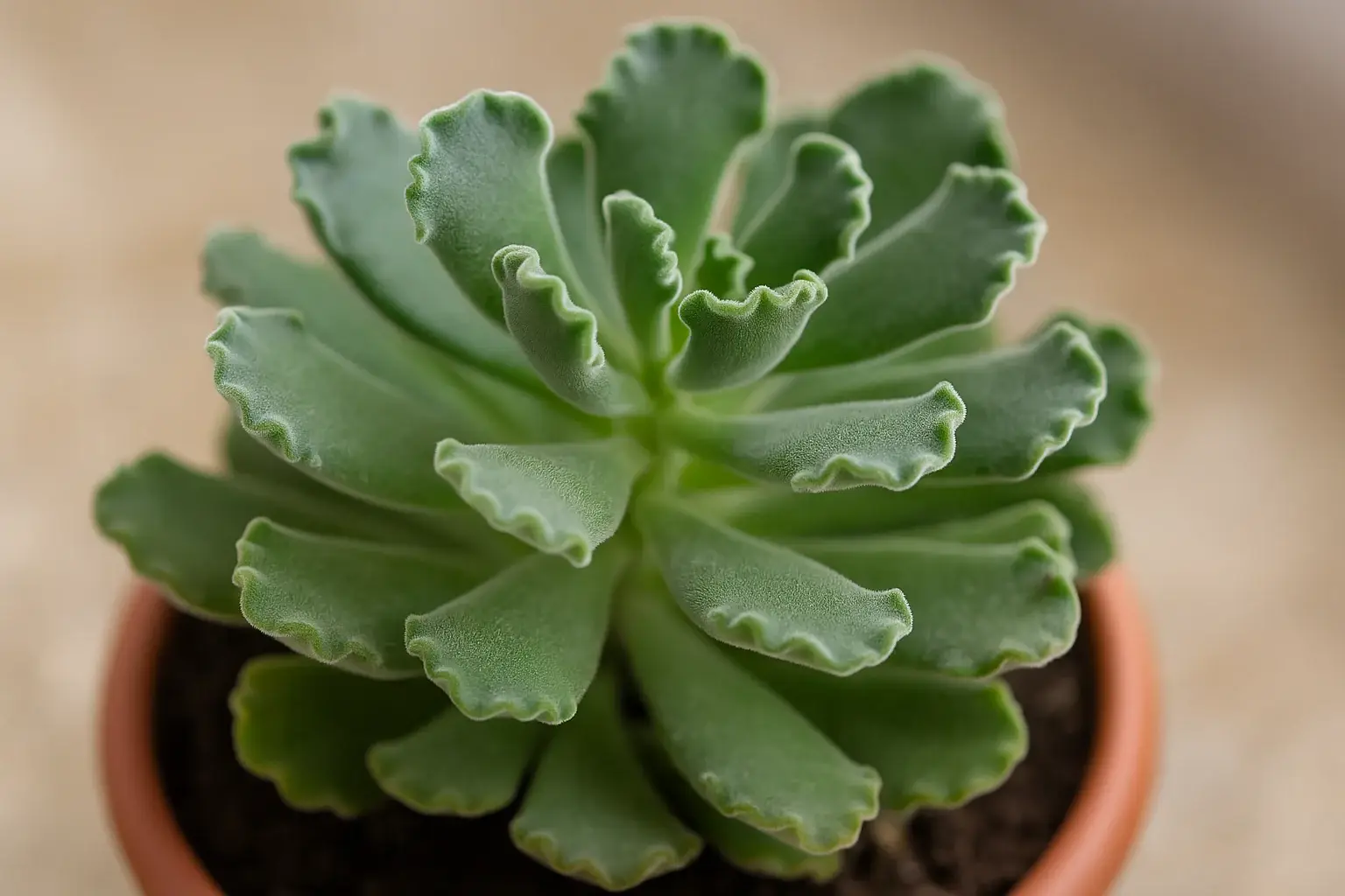 5 motivos para cultivar Adromischus cristatus em casa 5 motivos para cultivar Adromischus cristatus em casa