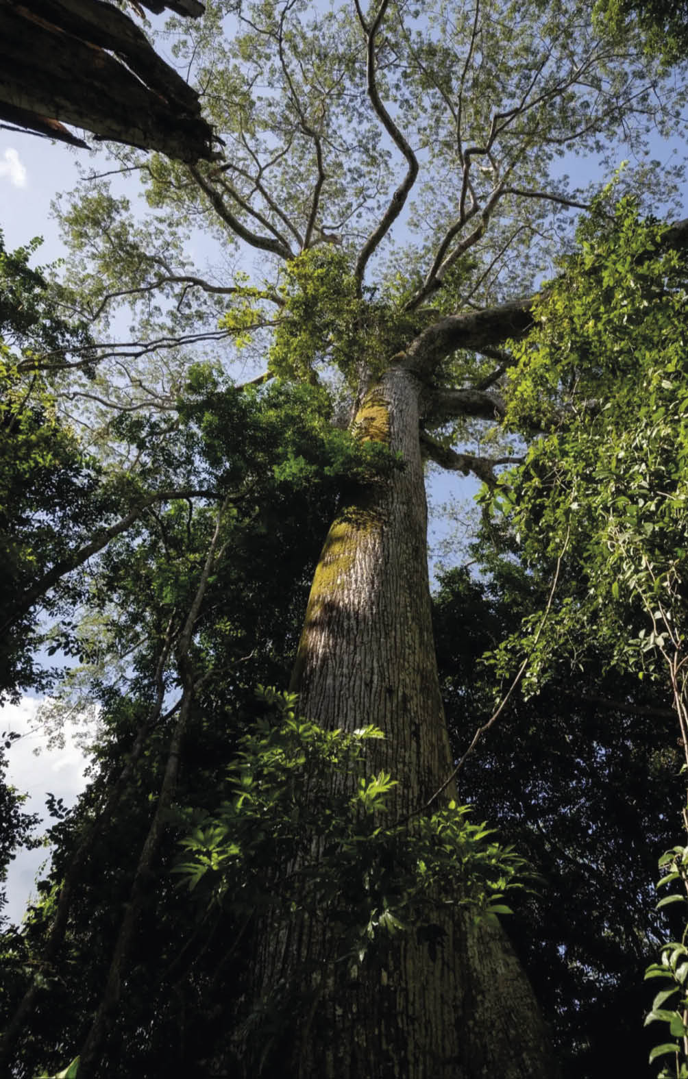 A Dinízia excelsa, conhecida como Angelim-vermelho, é a espécie com maior eficiência topoclimática, segundo o estudo. Atinge impressionantes 88,5 metros de altura – a maior árvore já registrada no Brasil e na América Latina, a da foto, localizada no Parque Estadual das Árvores Gigantes da Amazônia, em Almeirim-Pará