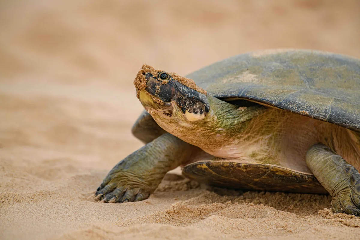 A tartaruga gigante de rio da Amazônia é uma das maiores tartarugas de água doce do mundo, atingindo até 90 cm de comprimento e pesando até 80 kg