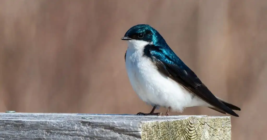 Andorinha - Divulgação Blog Petz