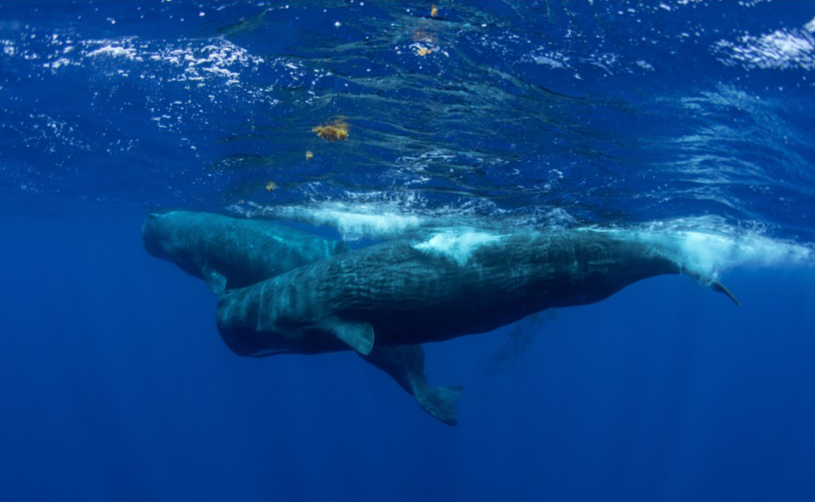 Jardineiros do Oceano, por que o cocô das baleias importa mais do que nunca