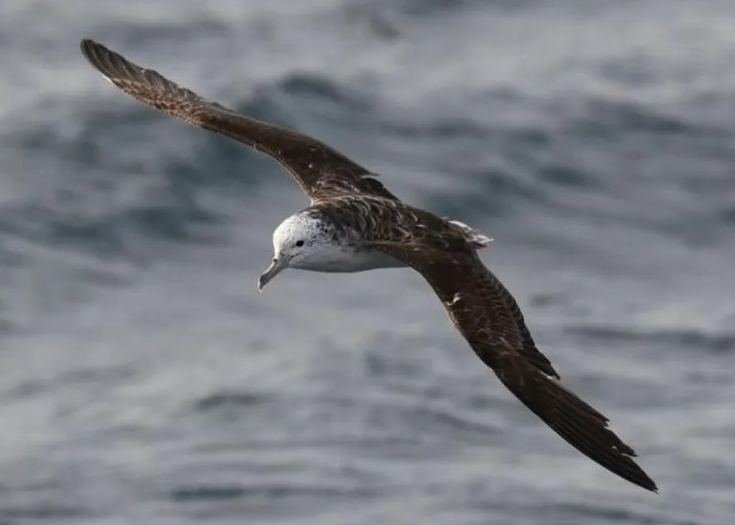 Cocô em pleno voo: como aves marinhas fertilizam o oceano e ajudam a equilibrar o planeta