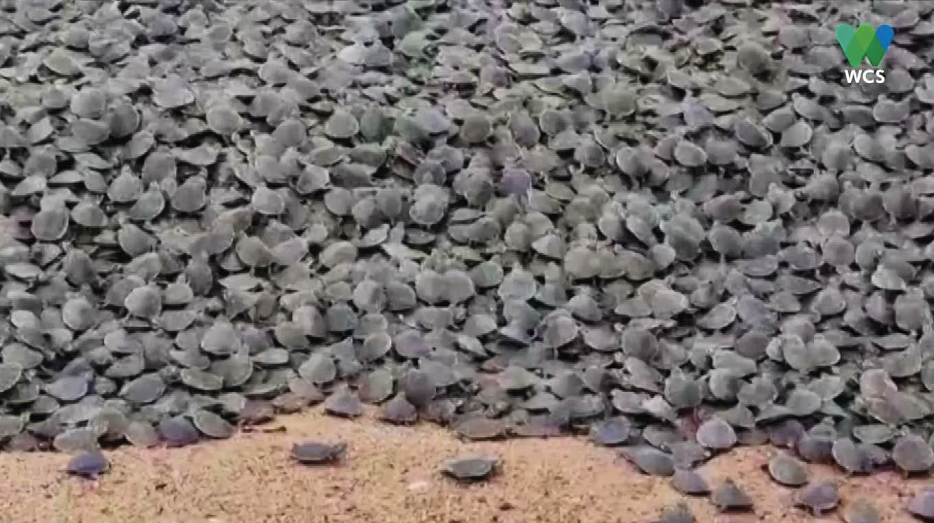 Centenas de milhares de filhotes de tartaruga nascendo