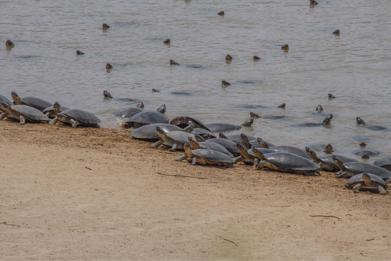 Com uma nova ferramenta para conservacionistas que buscam monitorar populações animais vulneráveis com maior precisão