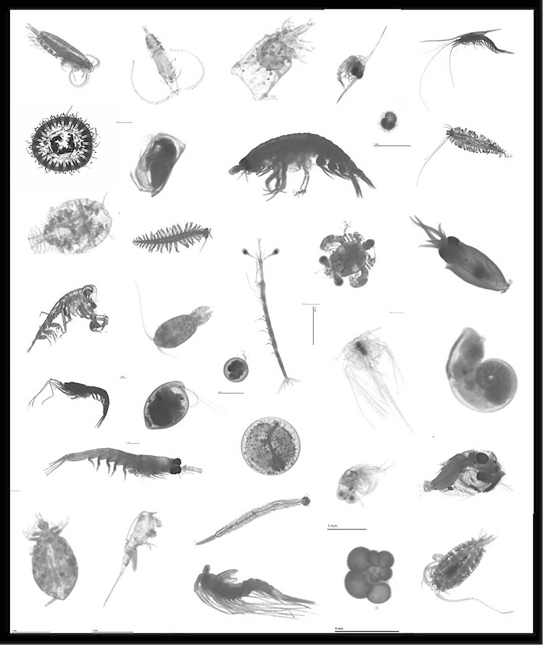 Conjunto mostrando a diversidade de diferentes espécies de zooplâncton de todo o mundo