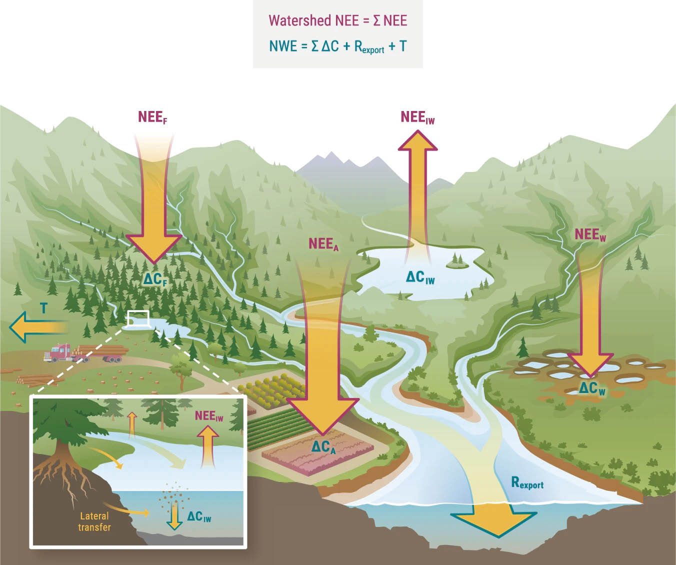 Diagrama conceitual dos fluxos verticais e laterais de carbono biosférico através de uma bacia hidrográfica, representando o papel mais comum de fonte/sumidouro de diferentes ecossistemas terrestres e aquáticos. Destacados em cores estão os elementos envolvidos no cálculo da troca de carbono terra-atmosfera, seja como NEE da Bacia Hidrográfica ( ∑NEE ; em roxo) ou NWE (Eq.  3 ; em turquesa escuro)