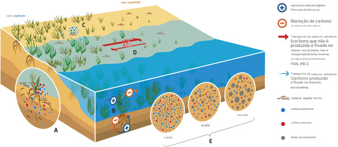 Impulsionadores do Carbono Azul (BC) e fatores relevantes